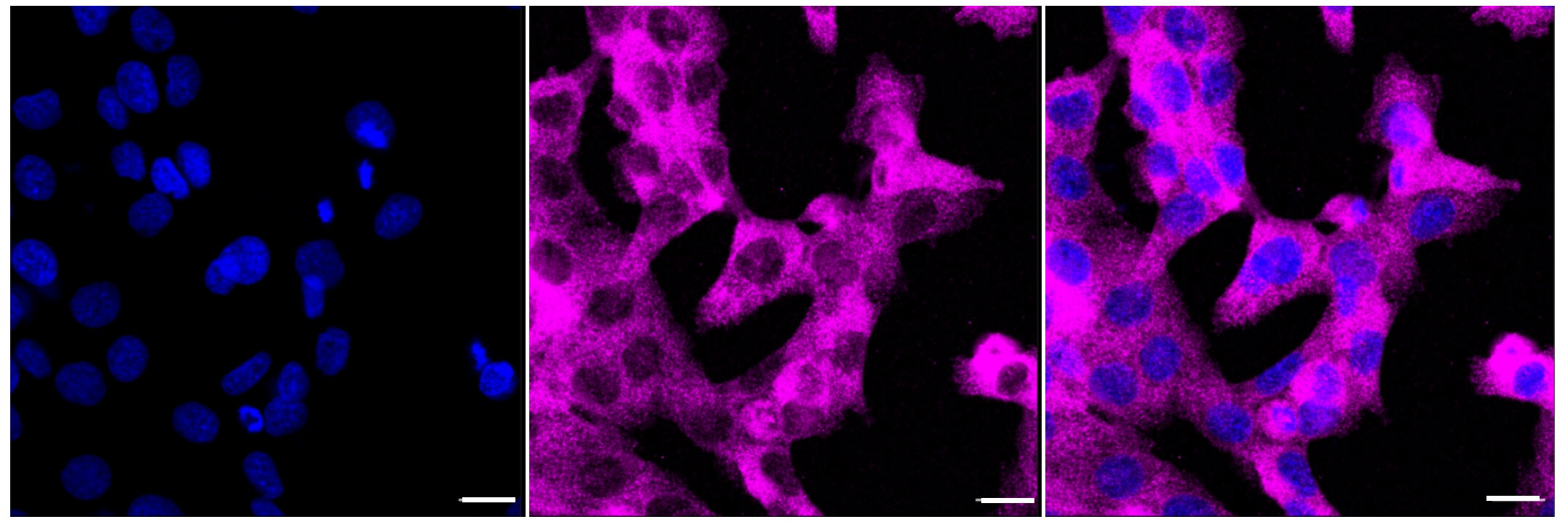 CTP synthase Antibody (23GB1685)