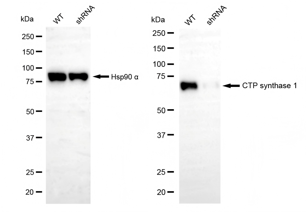 CTP synthase Antibody (23GB1685)