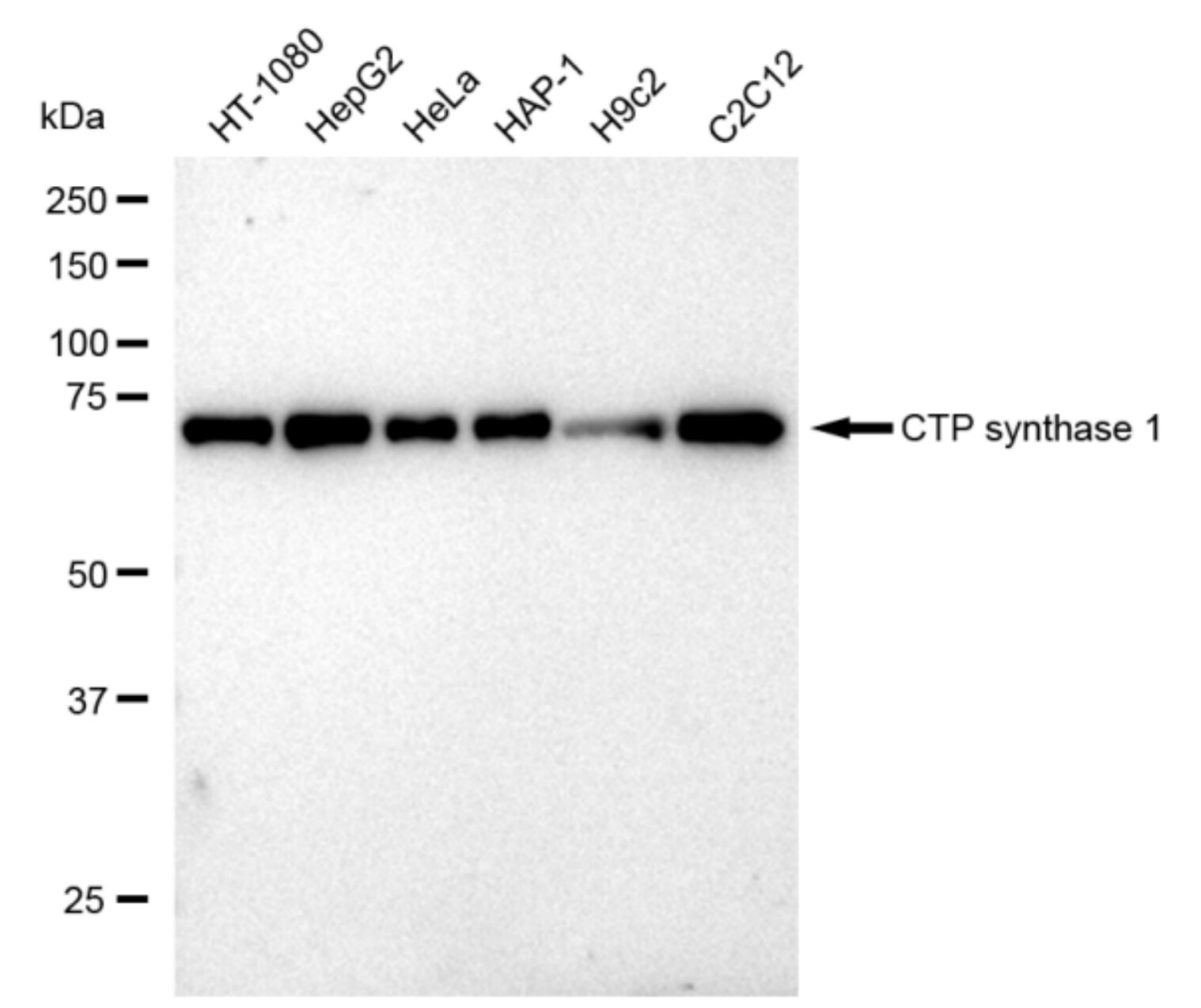 CTP synthase Antibody (23GB1685)