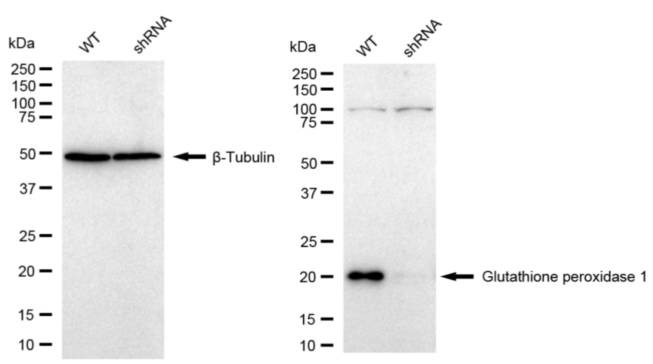Glutathione Peroxidase 1/GPX1 Antibody (23GB5600)