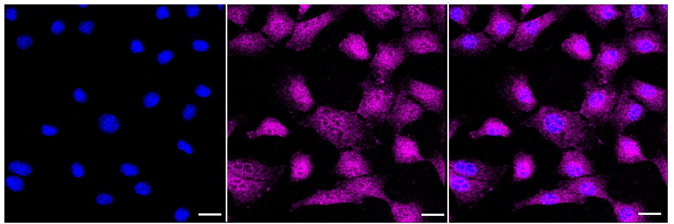 GSK-3 alpha/beta [p Tyr279] Antibody (23GB4380)