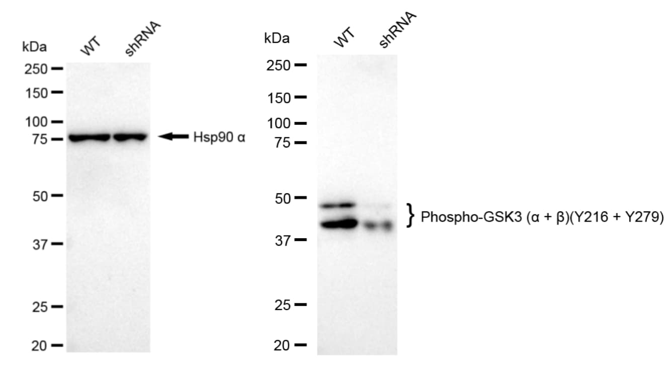 GSK-3 alpha/beta [p Tyr279] Antibody (23GB4380)