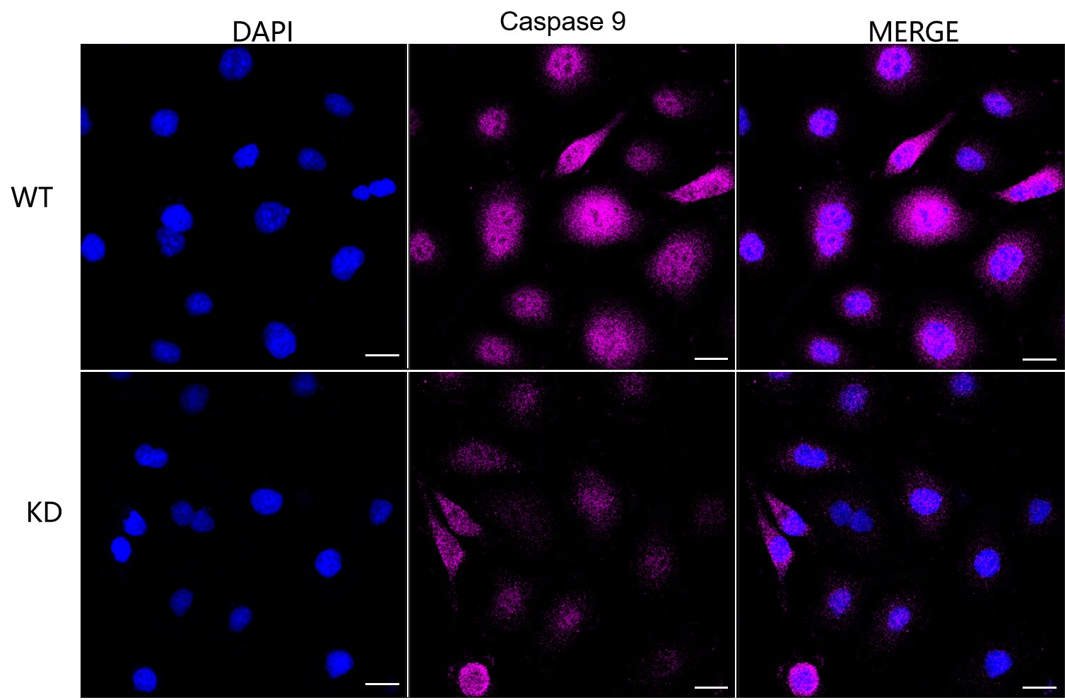Caspase-9 Antibody (23GB1005)