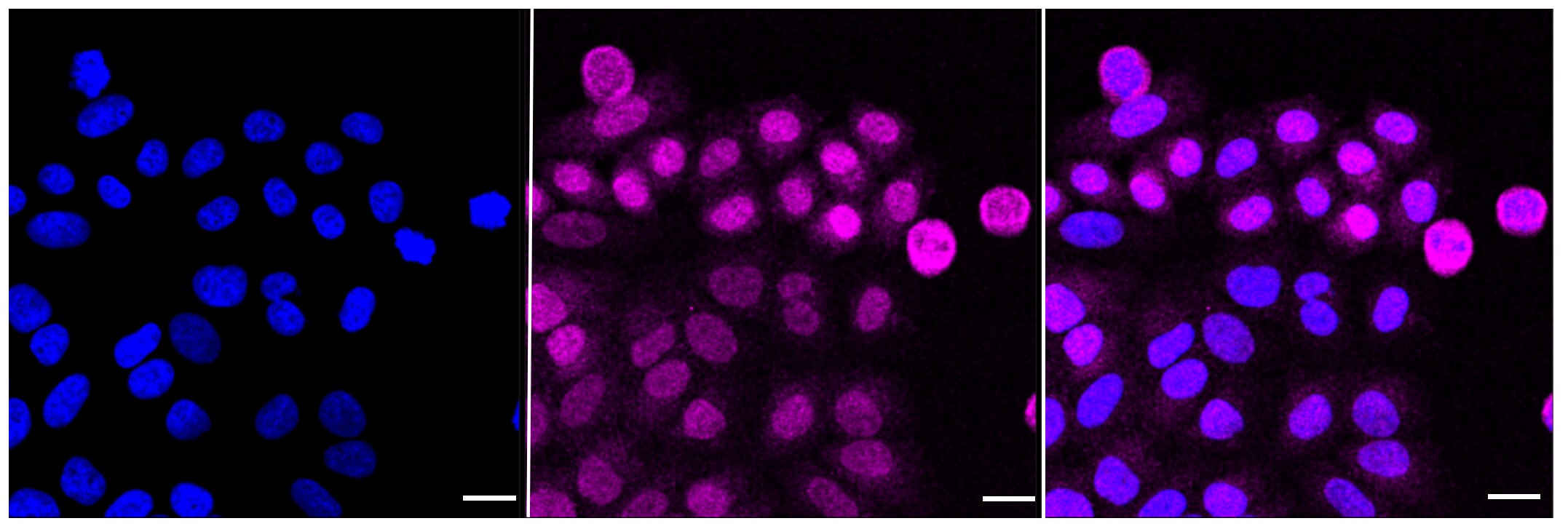 Caspase-9 Antibody (23GB1005)