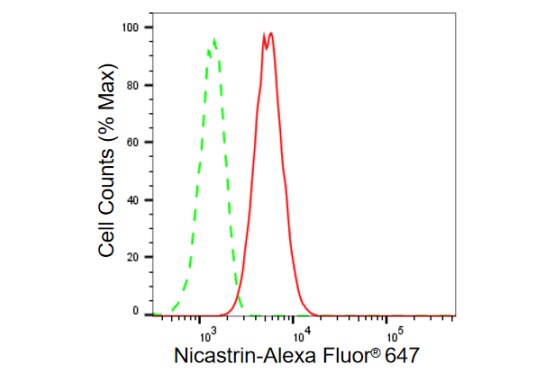 Nicastrin Antibody (23GB1040)