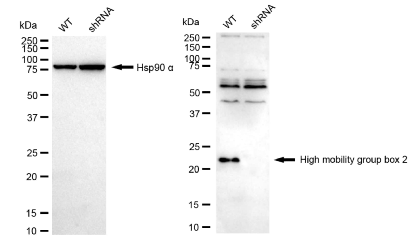 HMGB2 Antibody (23GB4490)