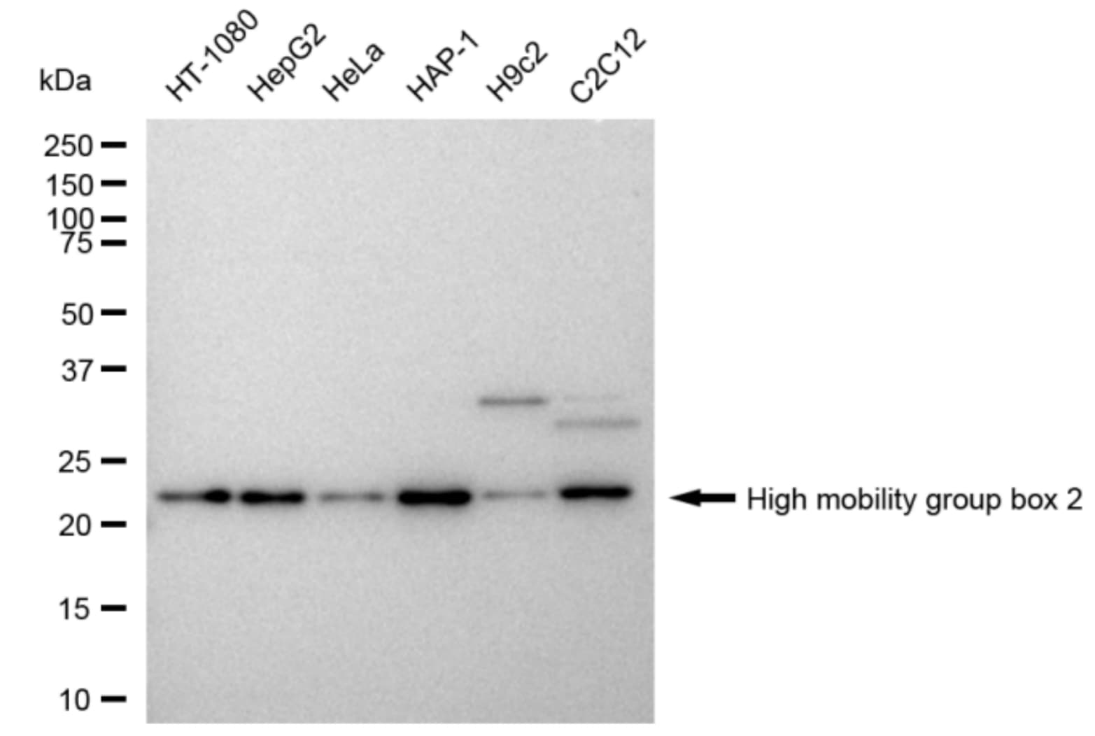 HMGB2 Antibody (23GB4490)