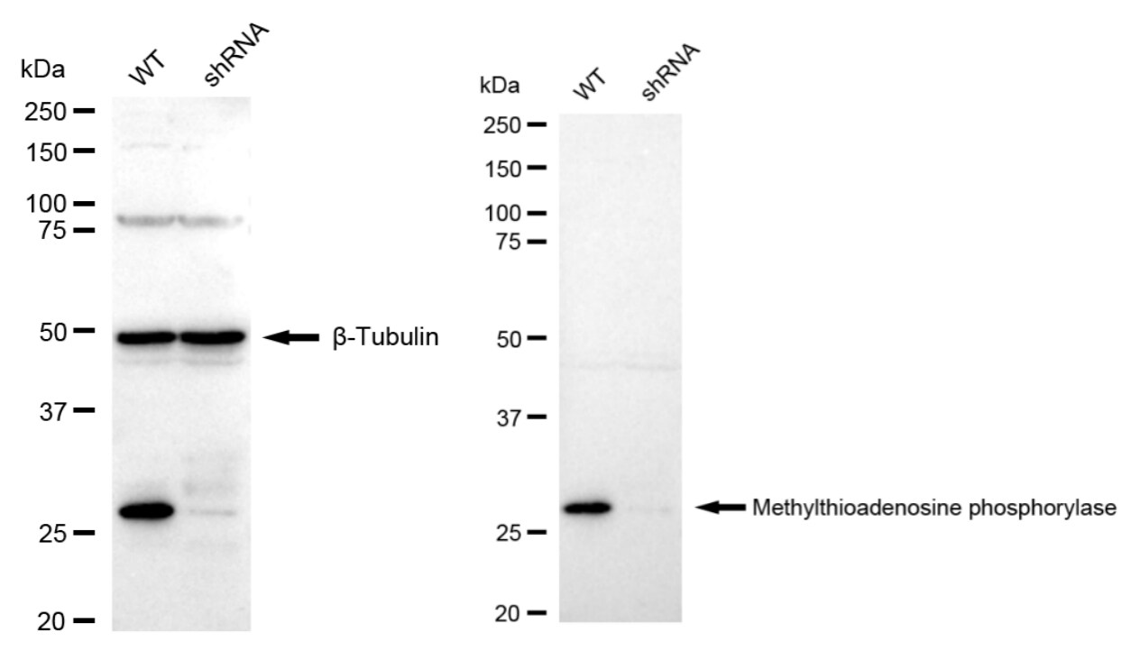 MTAP Antibody (23GB4560)