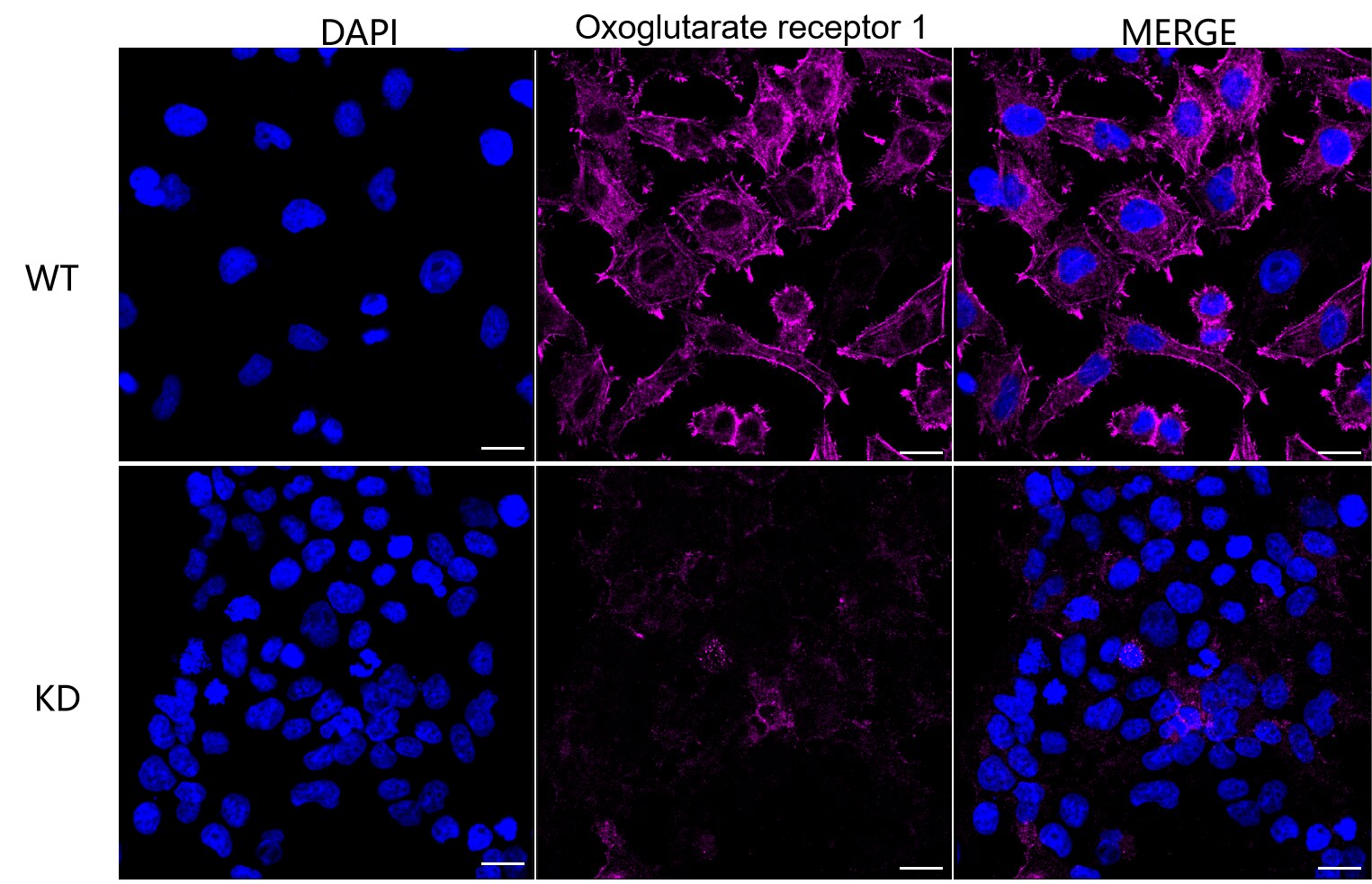 OXGR1/GPR80/P2Y15 Antibody (23GB4575)