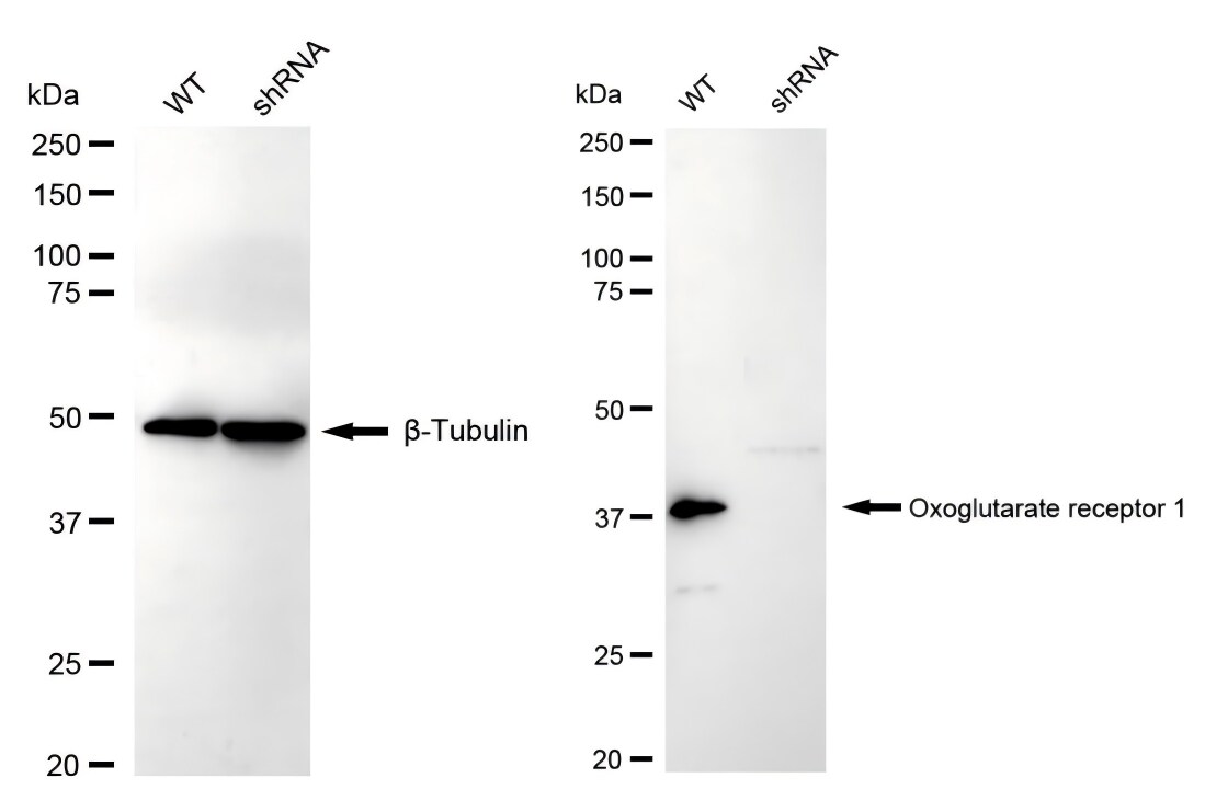 OXGR1/GPR80/P2Y15 Antibody (23GB4575)