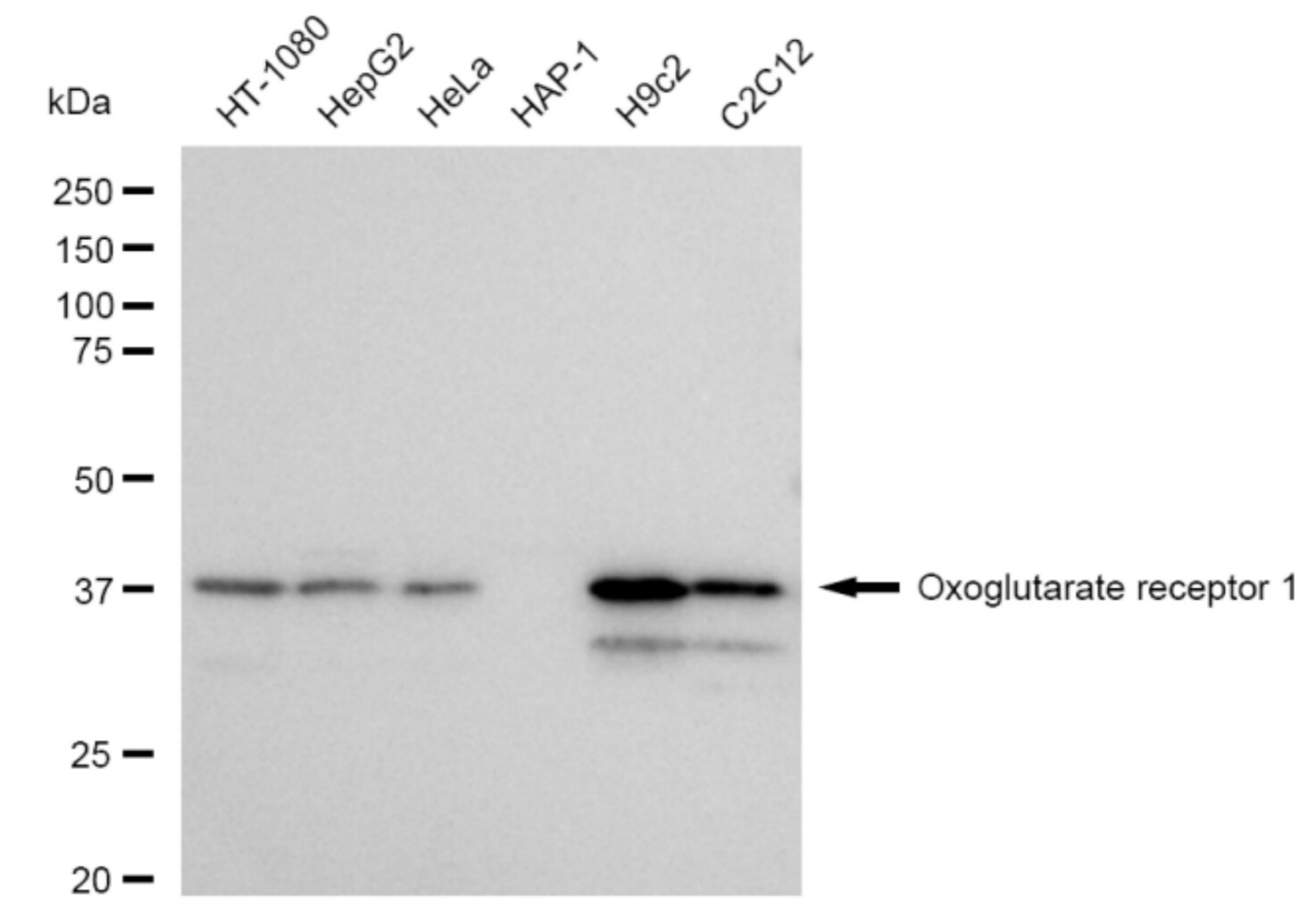 OXGR1/GPR80/P2Y15 Antibody (23GB4575)