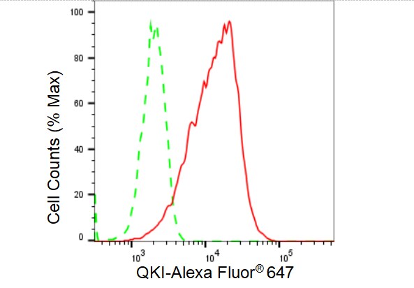 QKI/Quaking Antibody (23GB4595)