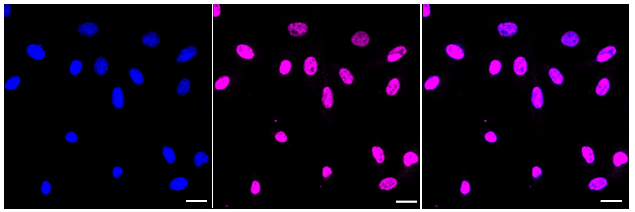 QKI/Quaking Antibody (23GB4595)