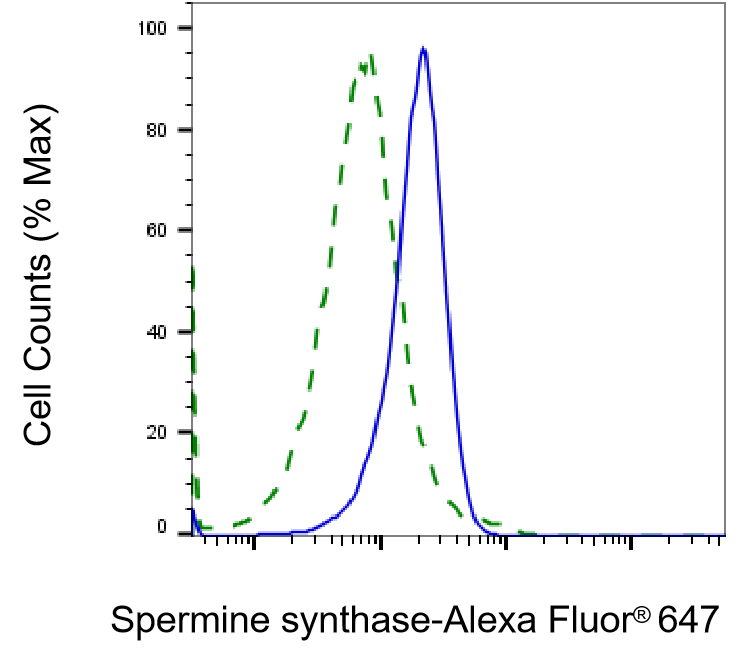 Spermine synthase Antibody (23GB4640)