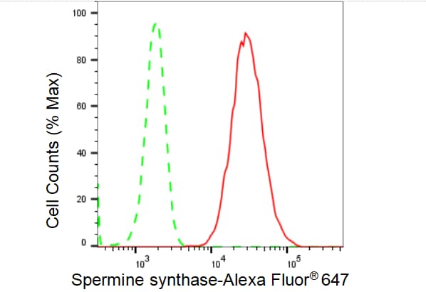 Spermine synthase Antibody (23GB4640)
