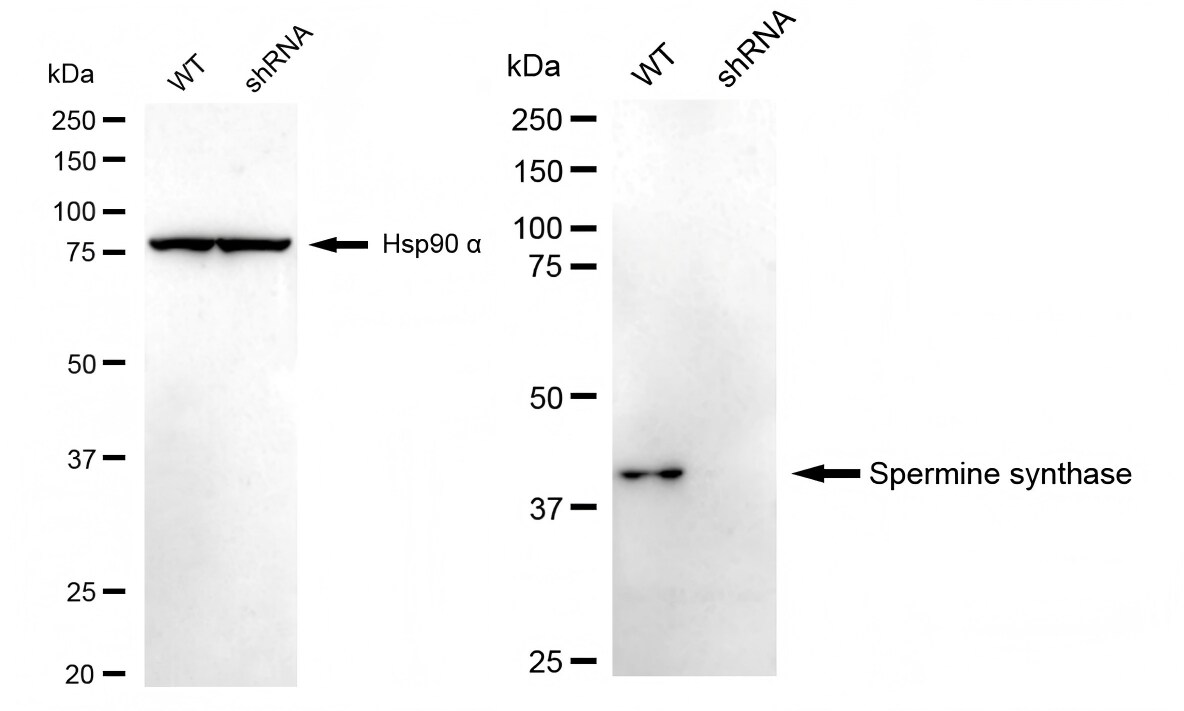 Spermine synthase Antibody (23GB4640)
