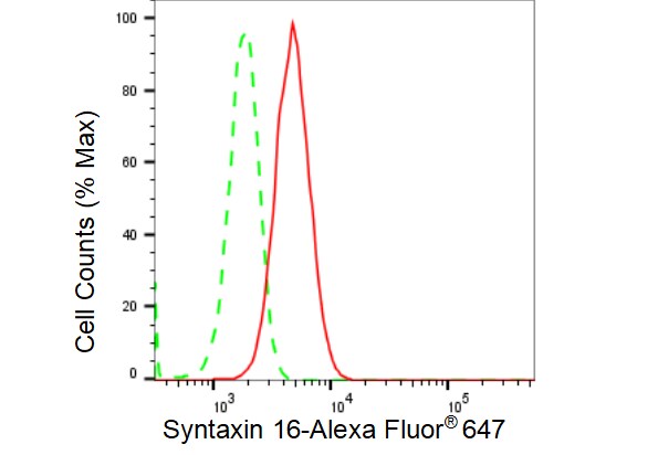 Syntaxin 16 Antibody (23GB4655)