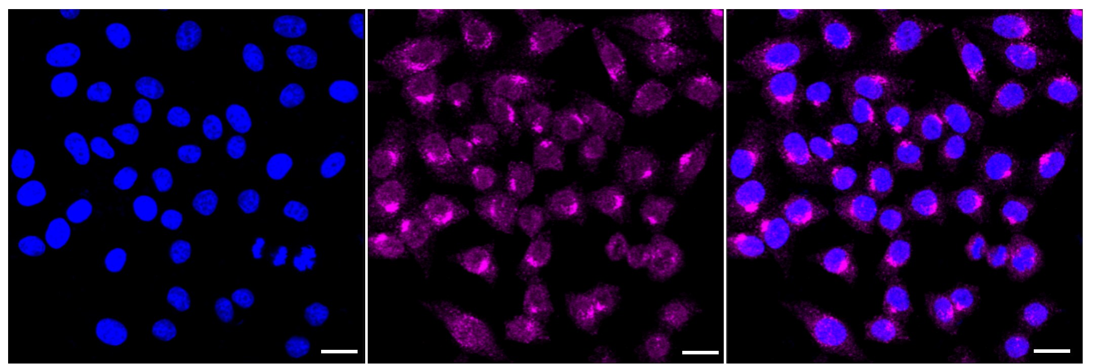 Syntaxin 16 Antibody (23GB4655)