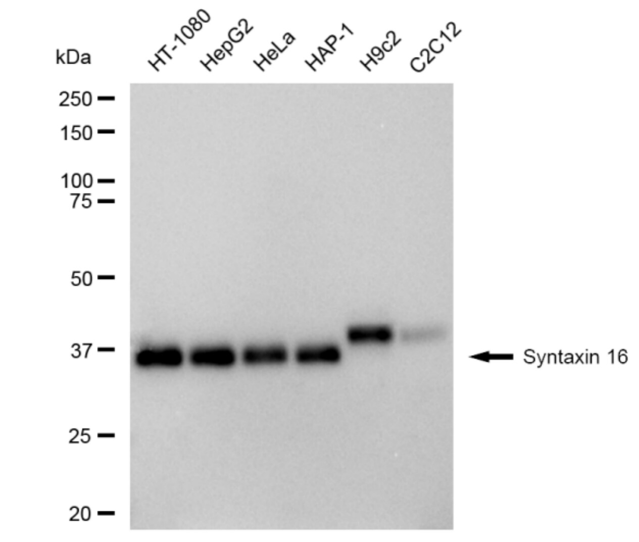 Syntaxin 16 Antibody (23GB4655)