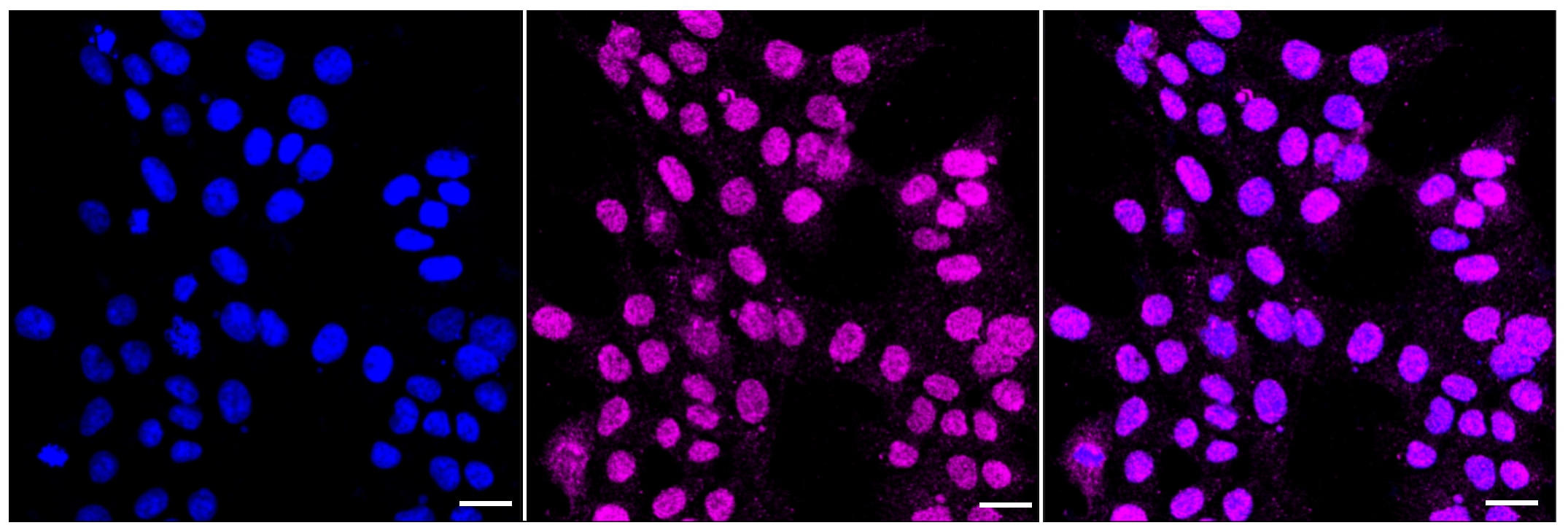 Nesprin-3 Antibody (23GB4670)
