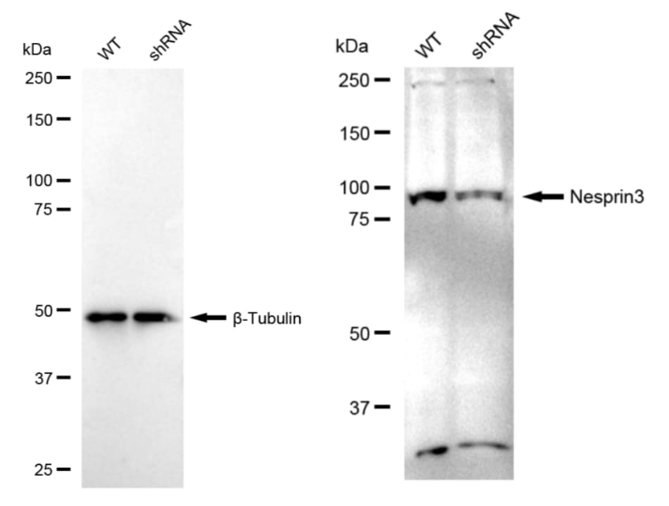 Nesprin-3 Antibody (23GB4670)