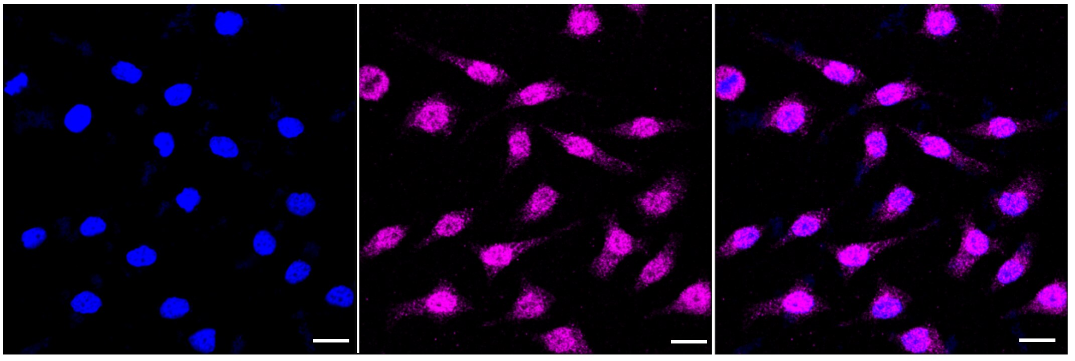 SYPL1 Antibody (23GB4675)