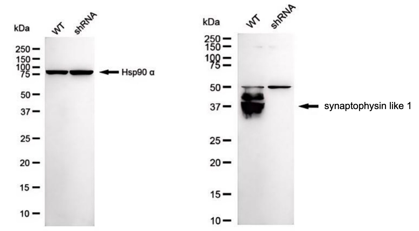SYPL1 Antibody (23GB4675)
