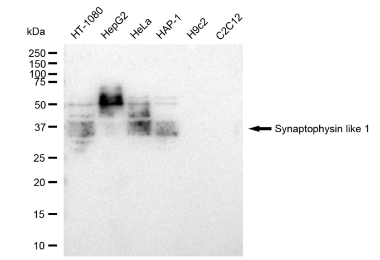 SYPL1 Antibody (23GB4675)
