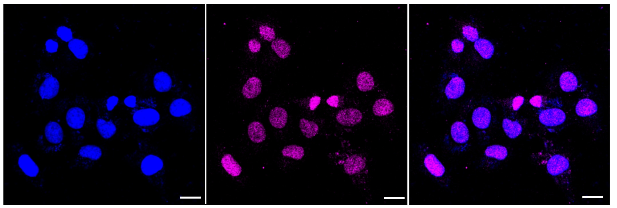 TRIB3 Antibody (23GB4690)