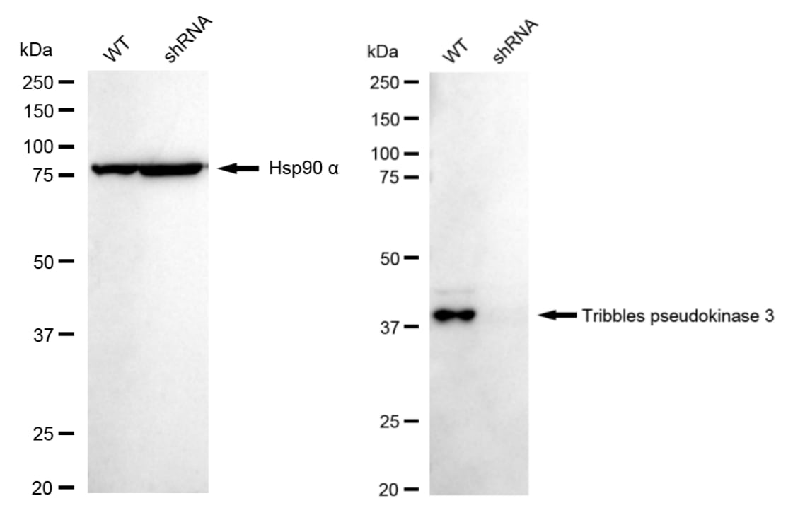 TRIB3 Antibody (23GB4690)