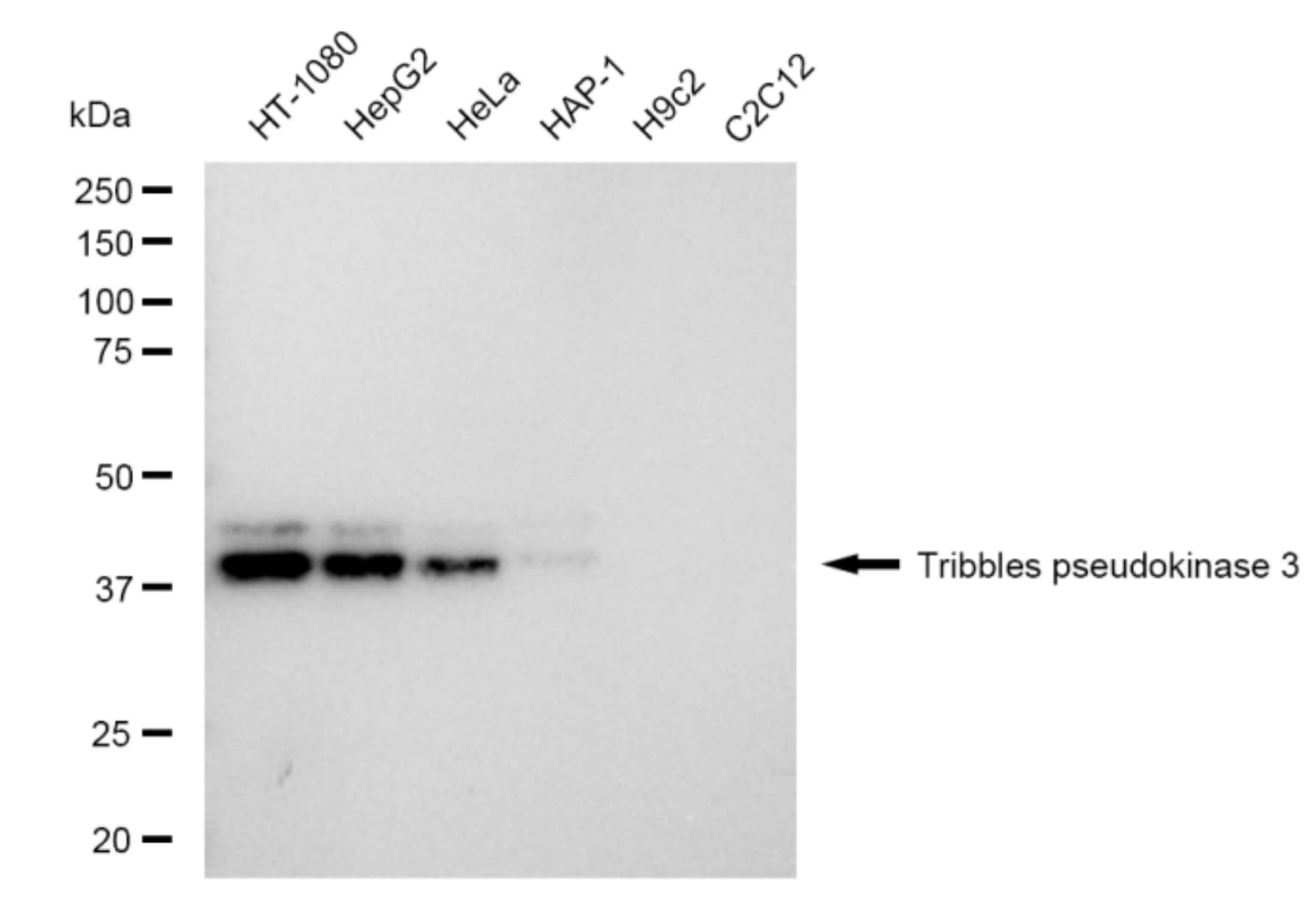 TRIB3 Antibody (23GB4690)