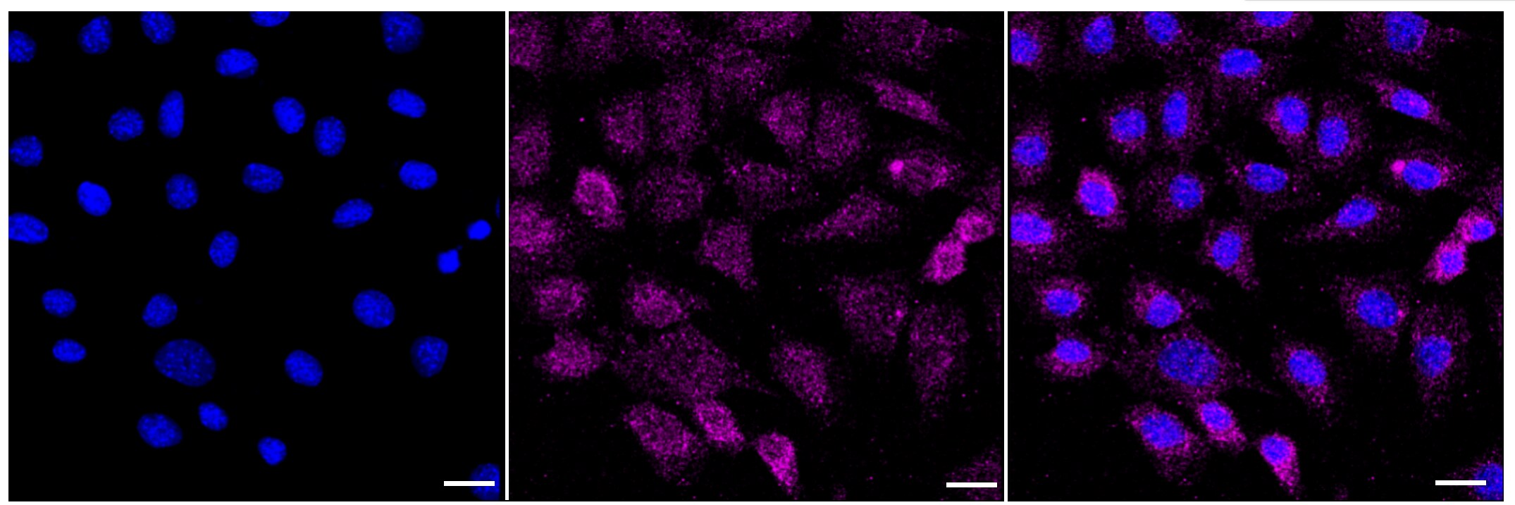 Cip4 Antibody (23GB4705)
