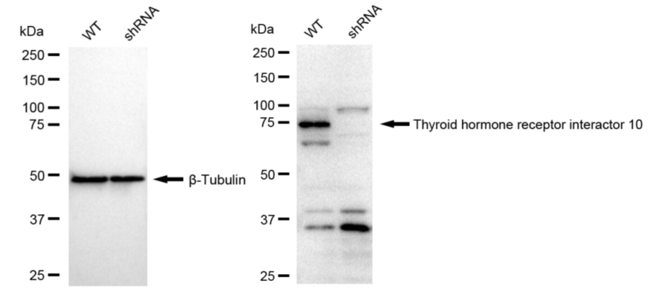 Cip4 Antibody (23GB4705)