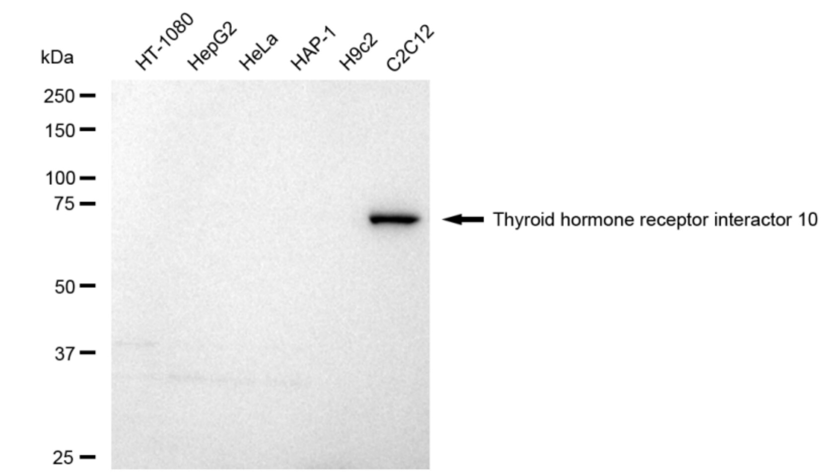 Cip4 Antibody (23GB4705)
