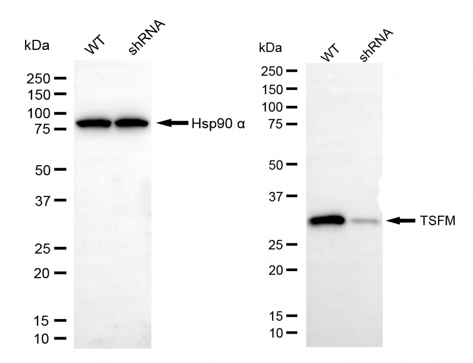 TSFM Antibody (23GB4710)