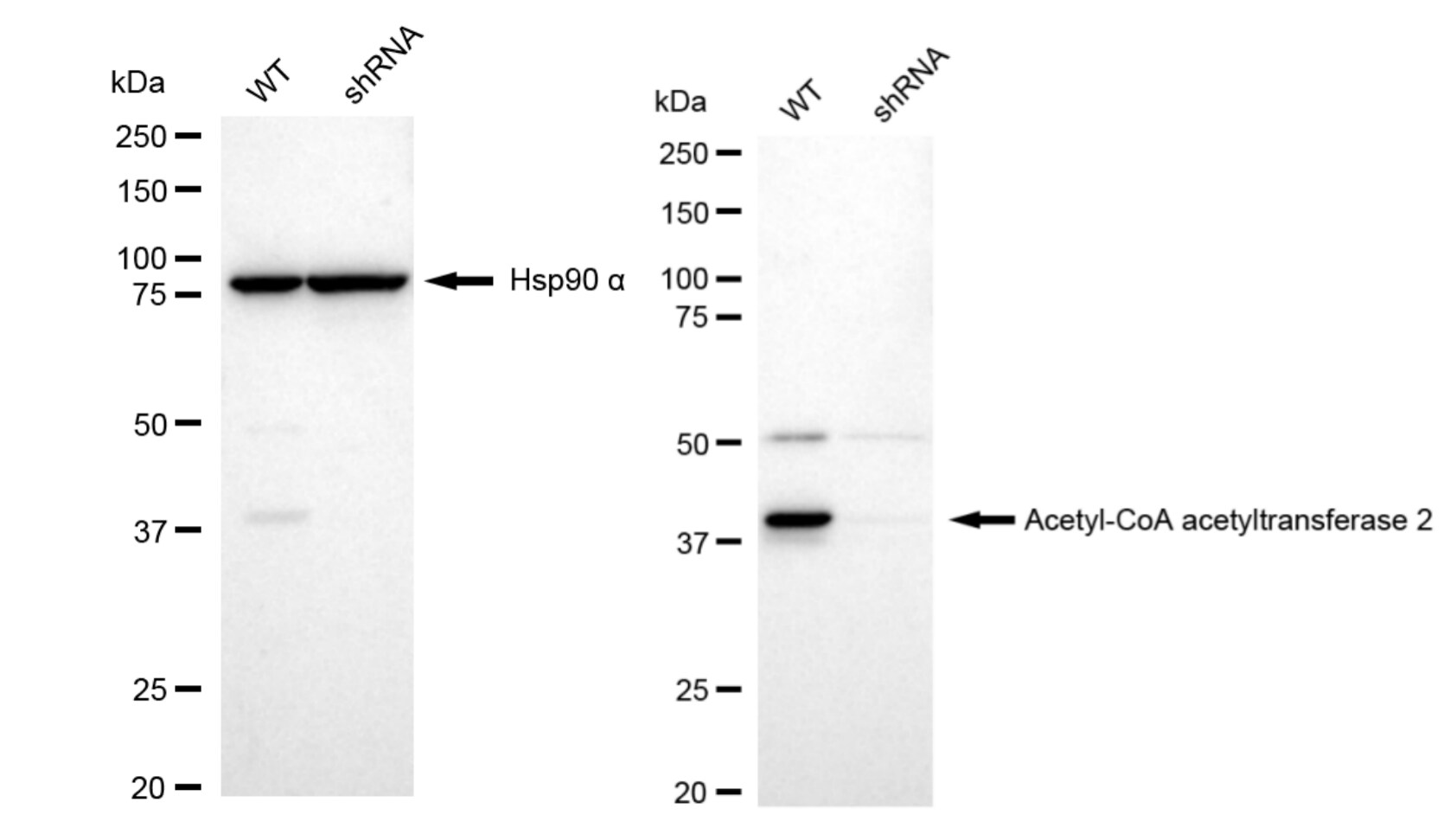 ACAT2 Antibody (23GB4745)