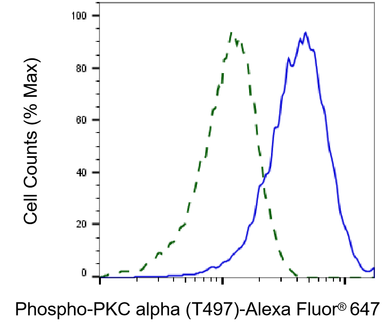 PKC alpha [p Thr497] Antibody (23GB4955)