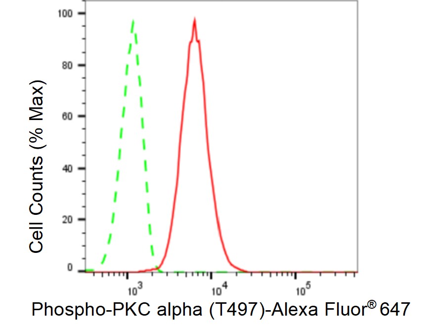 PKC alpha [p Thr497] Antibody (23GB4955)