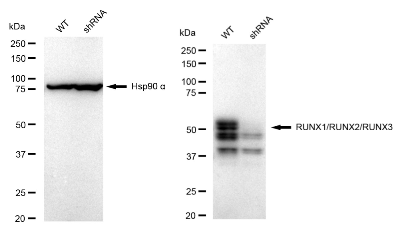 RUNX1/2/3 Antibody (23GB4800)