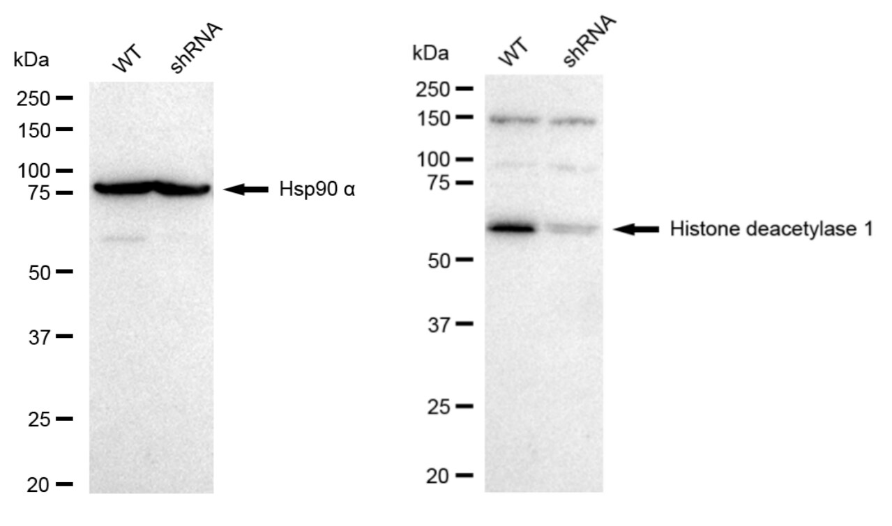 HDAC1 Antibody (23GB4785)
