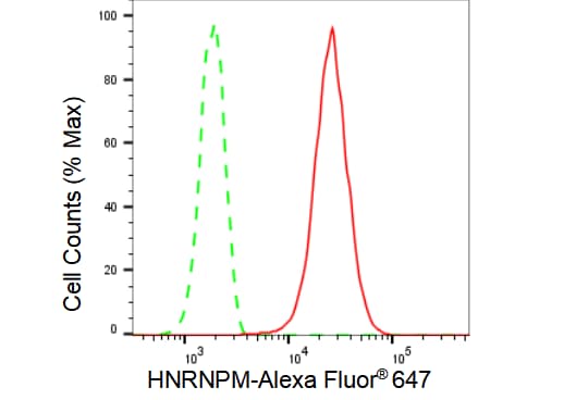 hnRNP M Antibody (23GB4895)