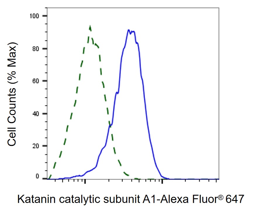 Katanin p60 Antibody (23GB4765)