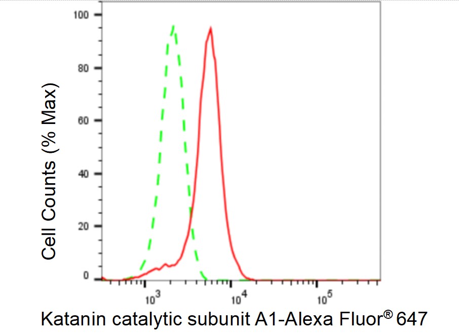 Katanin p60 Antibody (23GB4765)
