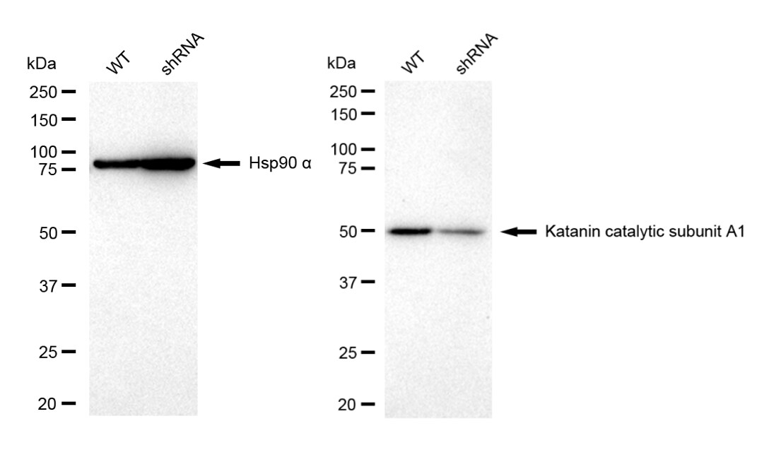 Katanin p60 Antibody (23GB4765)
