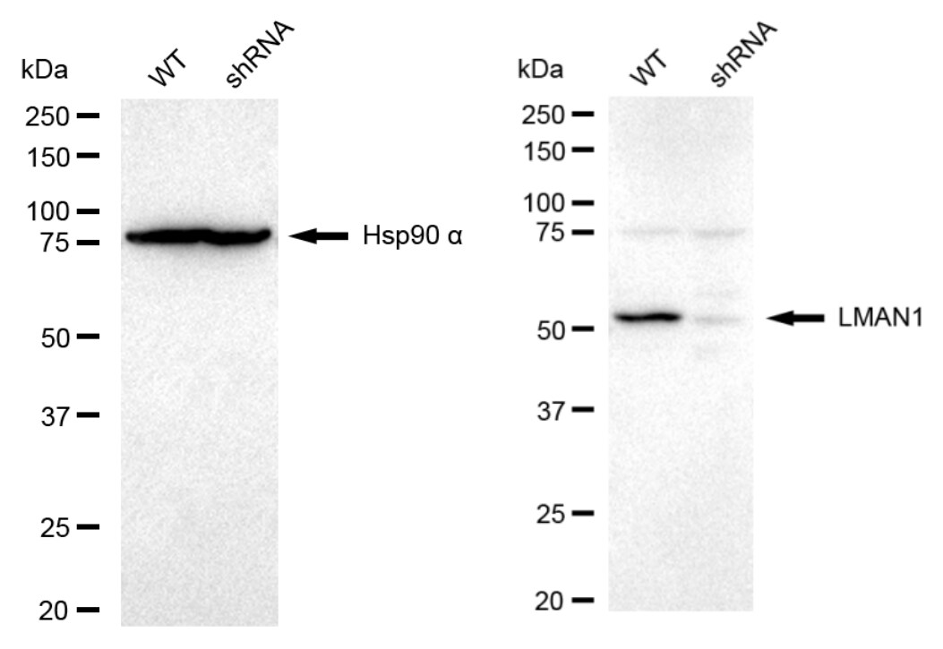 LMAN1 Antibody (23GB4750)