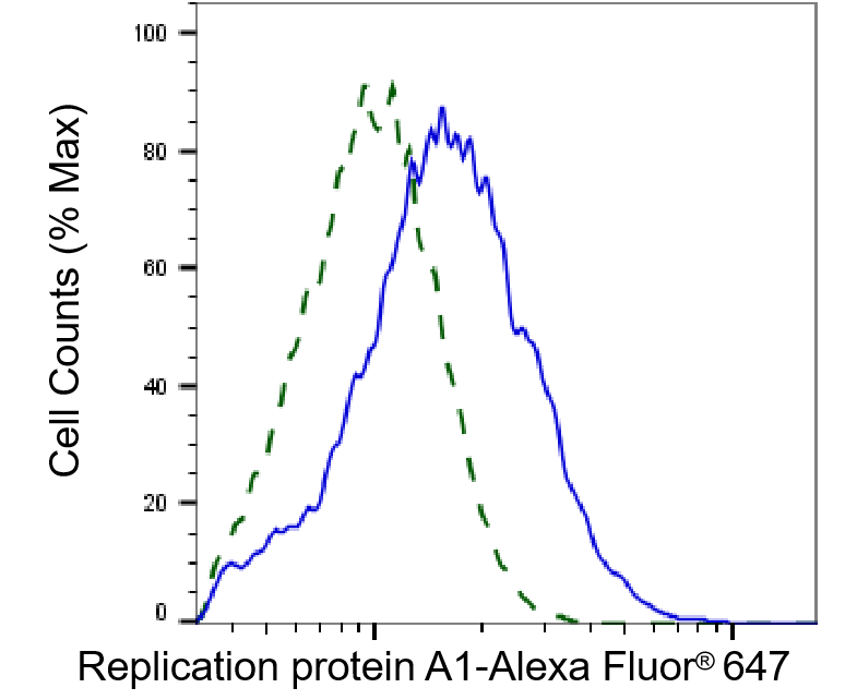RPA70 Antibody (23GB4885)