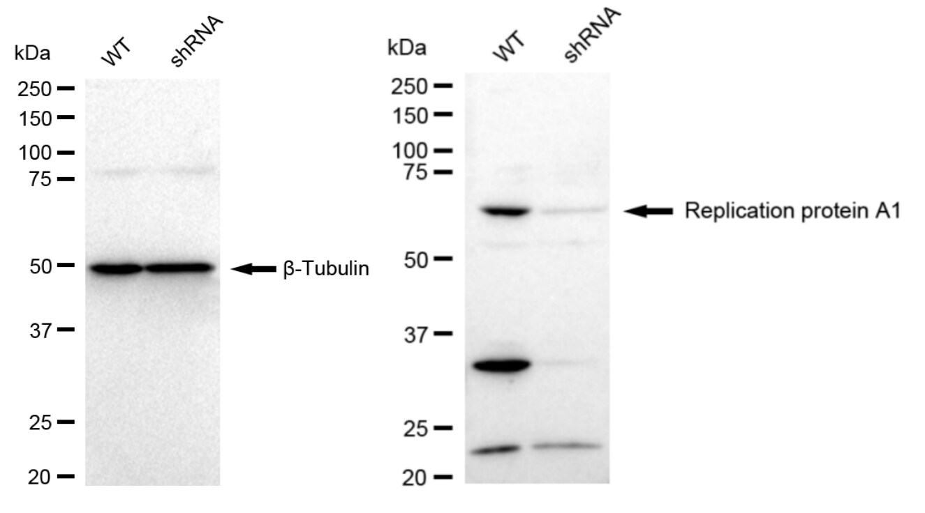 RPA70 Antibody (23GB4885)