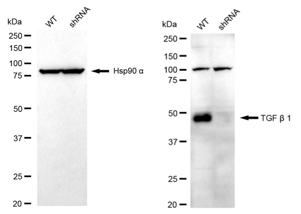 TGF-beta 1 Antibody (23GB4835)