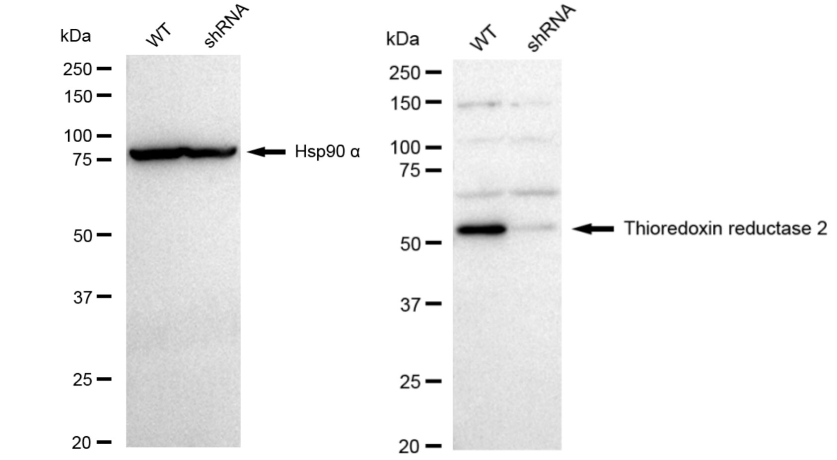 TXNRD2 Antibody (23GB4925)