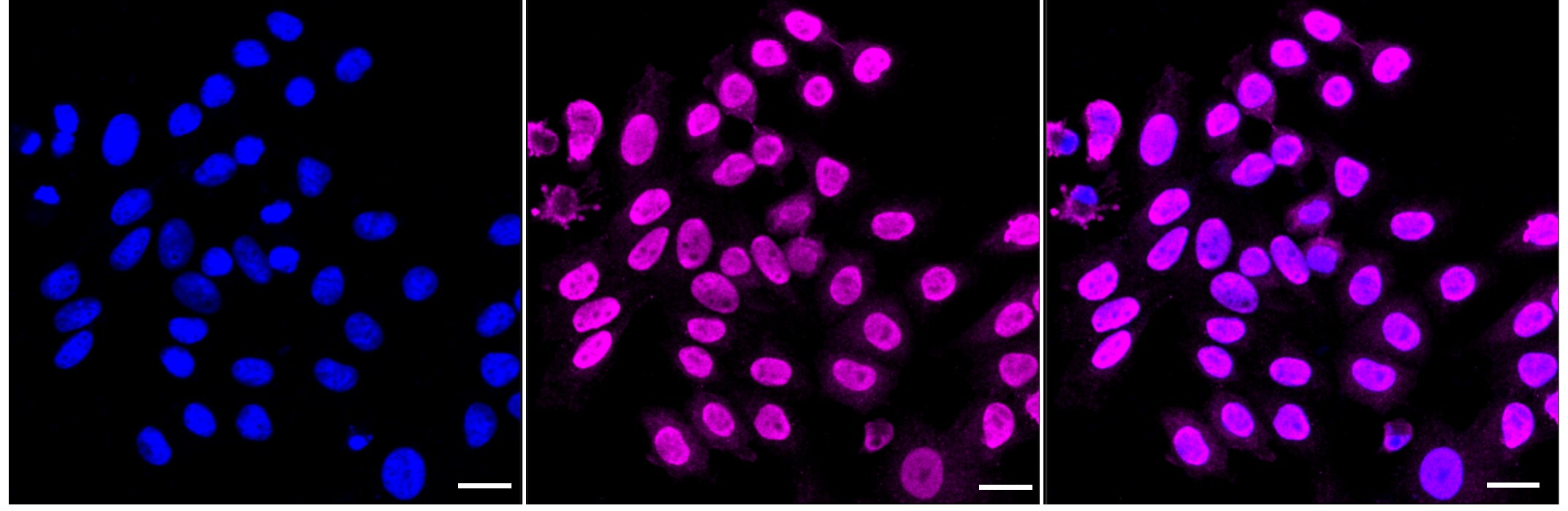 Ku70/XRCC6 Antibody (23GB4855)